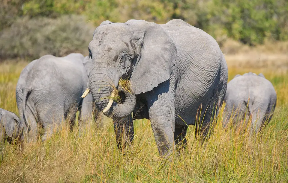 Botswana_Moremi_BlackPools_025.jpg