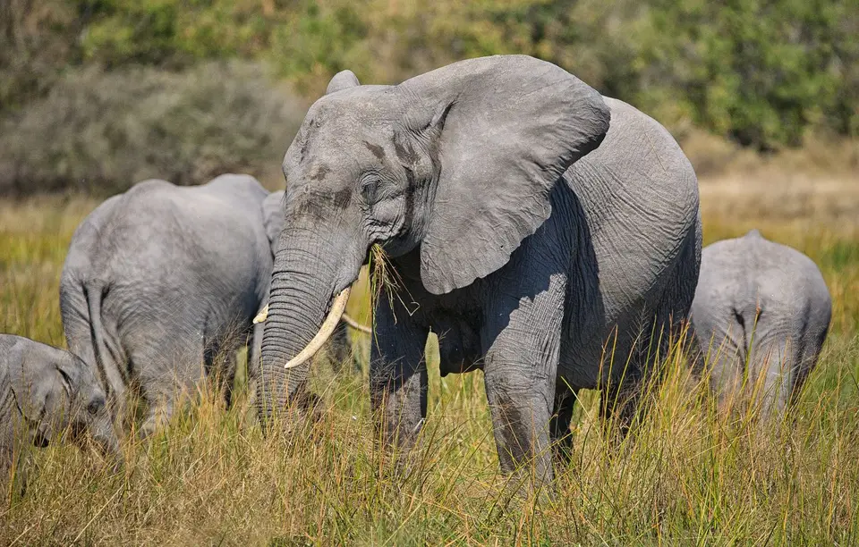 Botswana_Moremi_BlackPools_026.jpg