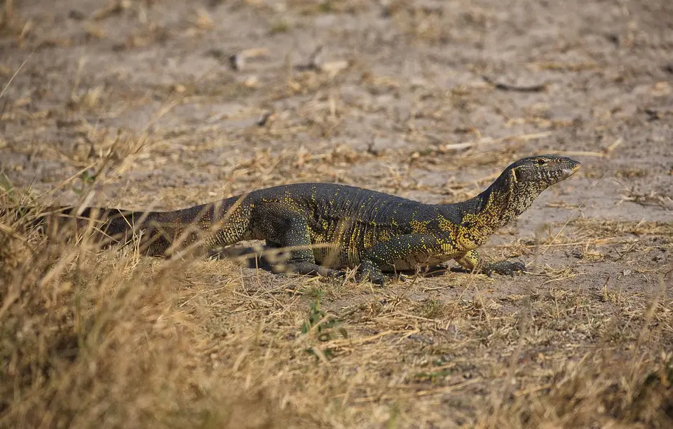 Botswana_Moremi_BlackPools_028.jpg