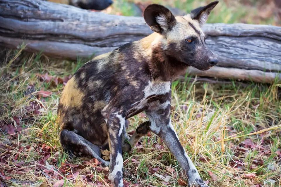 Botswana_Xakanaxa_008.jpg