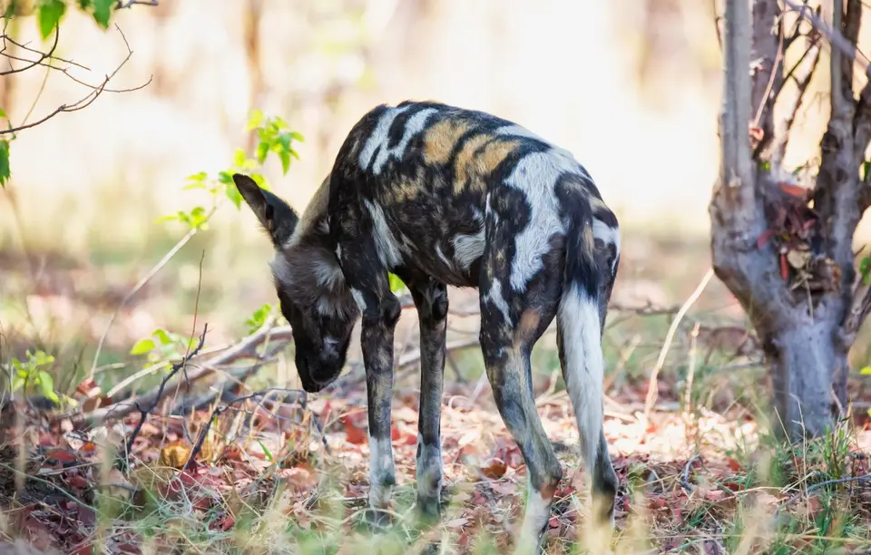 Botswana_Xakanaxa_015.jpg