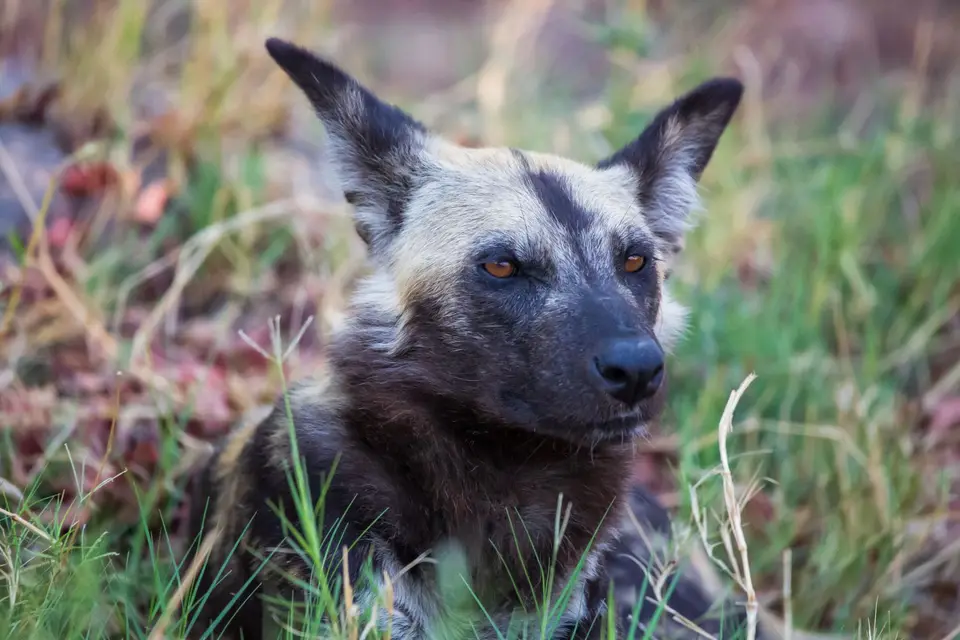 Botswana_Xakanaxa_018.jpg