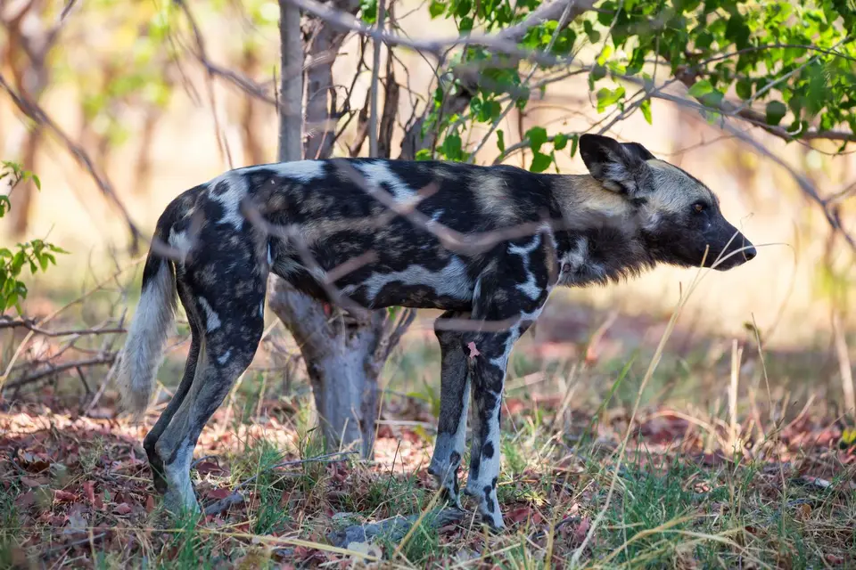 Botswana_Xakanaxa_019.jpg