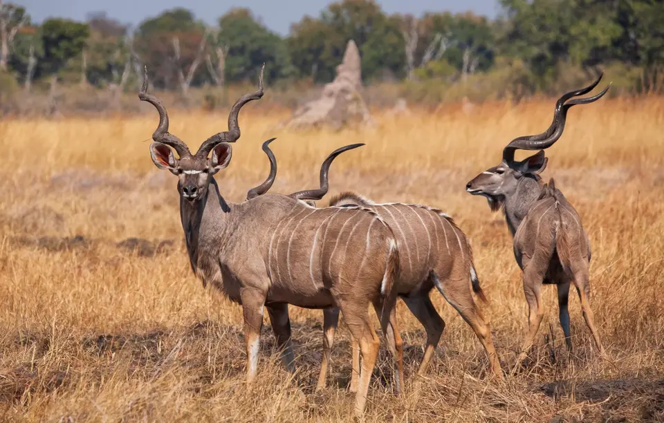 Botswana_Xakanaxa_022.jpg