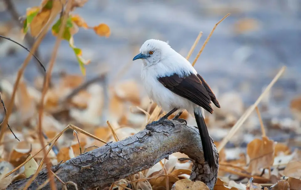 Botswana_Xakanaxa_025.jpg