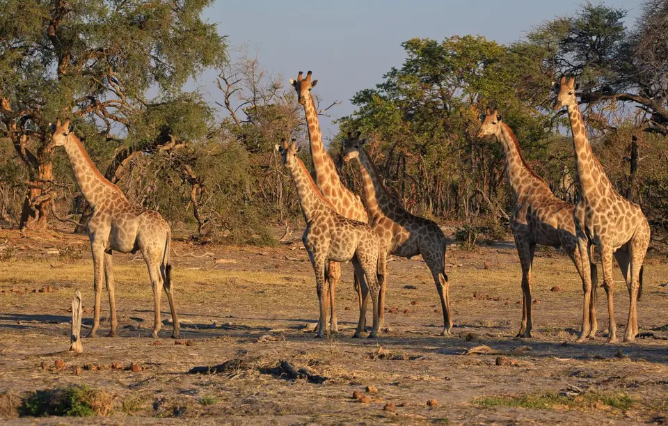 Botswana_Xakanaxa_027.jpg