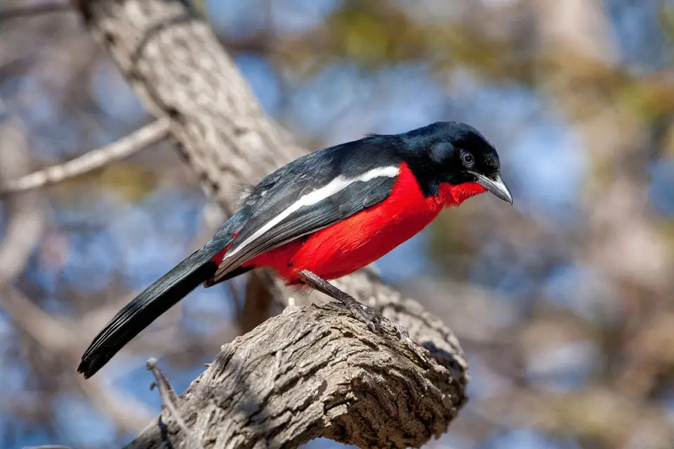 Botswana_Xakanaxa_031.jpg