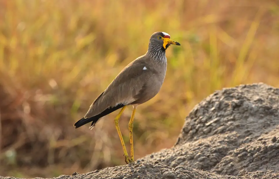 Botswana_Xakanaxa_034.jpg