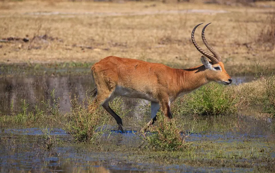 Botswana_Xakanaxa_041.jpg