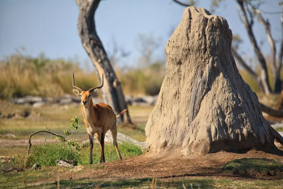 Botswana_Xakanaxa_042.jpg