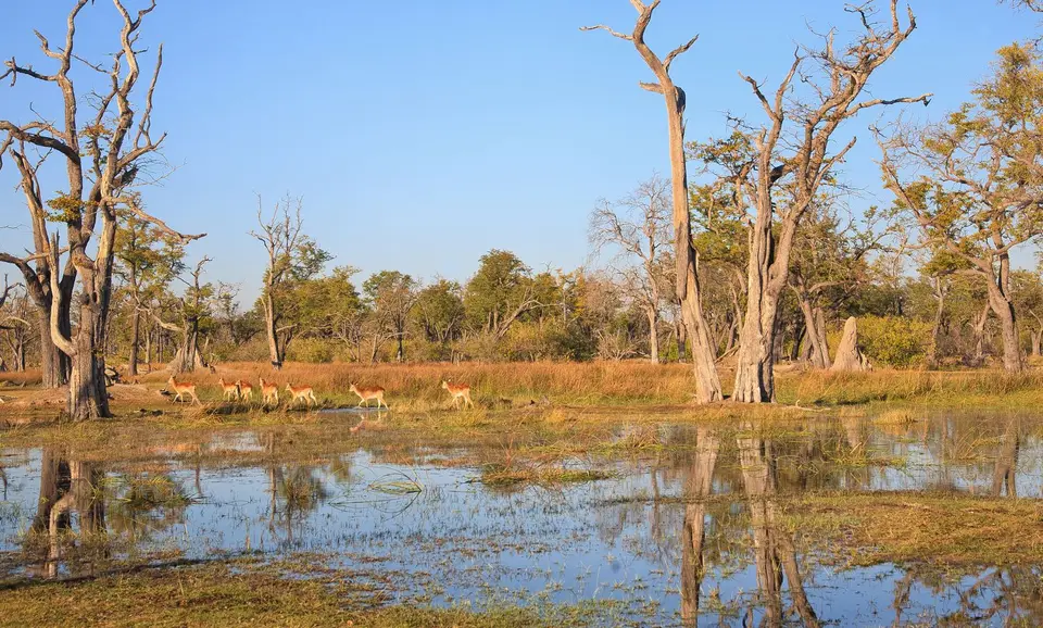 Botswana_Xakanaxa_045.jpg