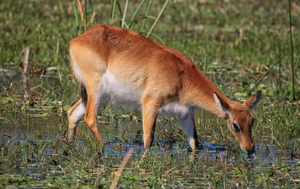 Botswana_Xakanaxa_053.jpg
