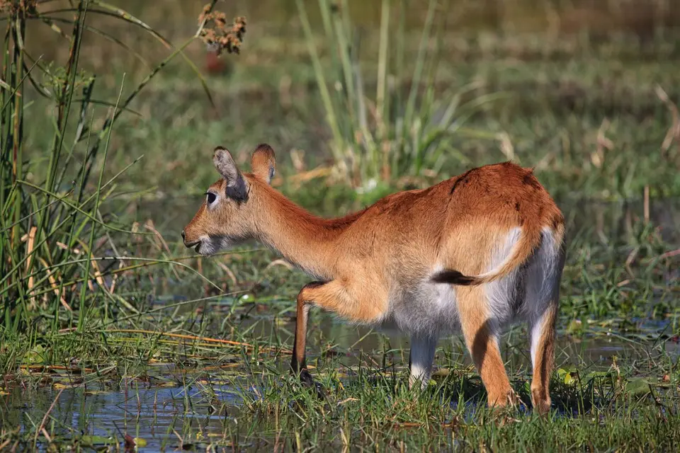 Botswana_Xakanaxa_054.jpg