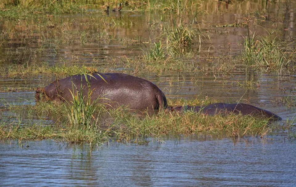 Botswana_Xakanaxa_056.jpg
