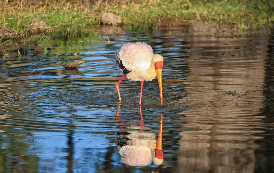 Botswana_Xakanaxa_060.jpg