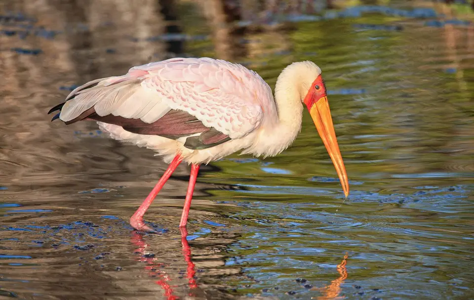 Botswana_Xakanaxa_063.jpg