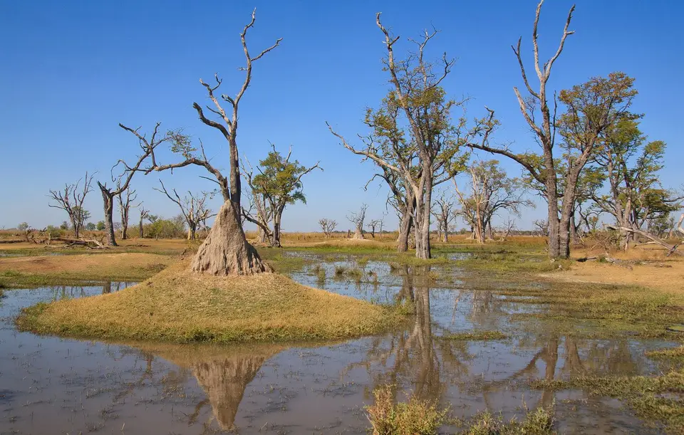 Botswana_Xakanaxa_068.jpg
