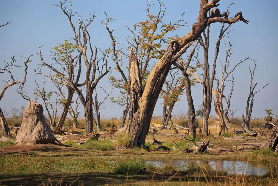 Botswana_Xakanaxa_069.jpg
