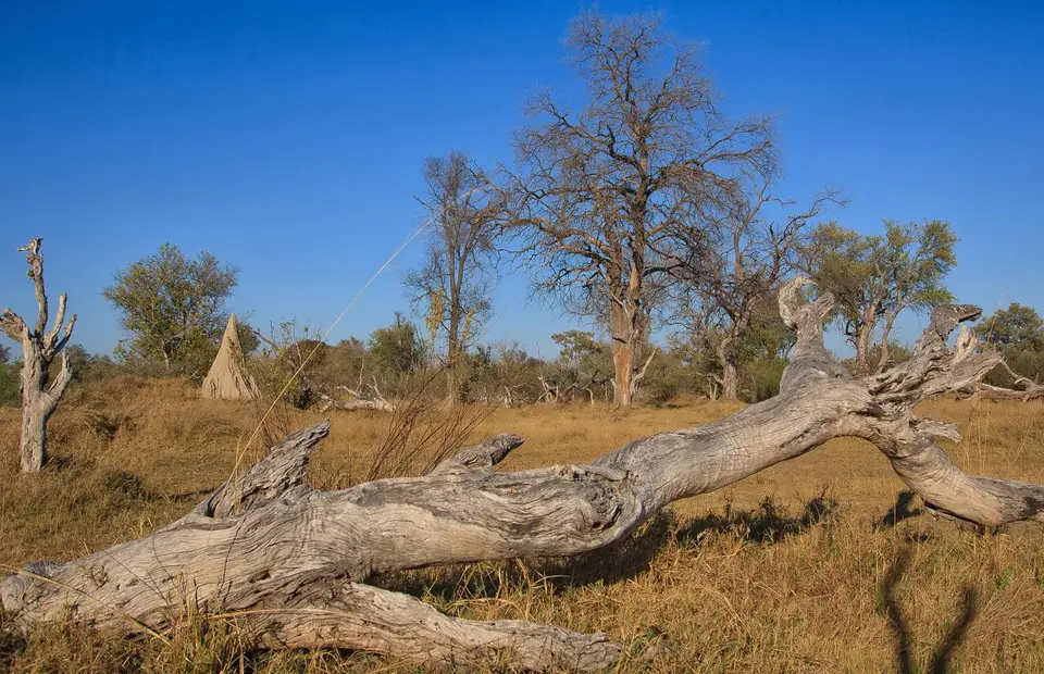 Botswana_Xakanaxa_073.jpg