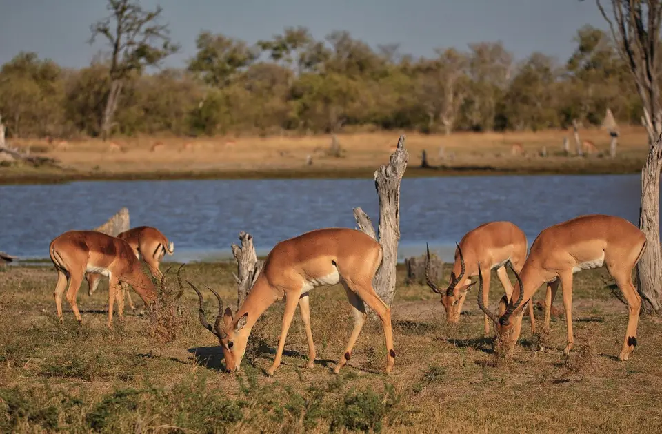 Botswana_Xakanaxa_074.jpg