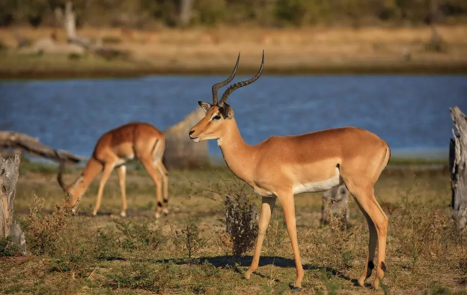 Botswana_Xakanaxa_076.jpg