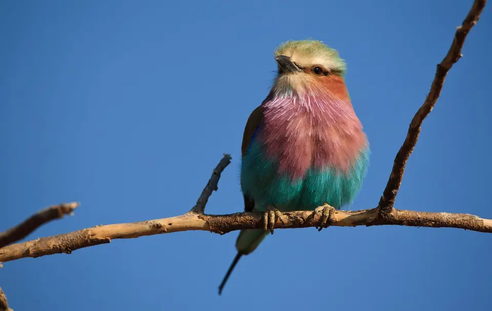 Botswana_Xakanaxa_078.jpg