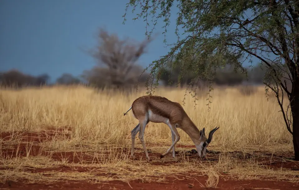 Namibia_Bagadelle_02.jpg