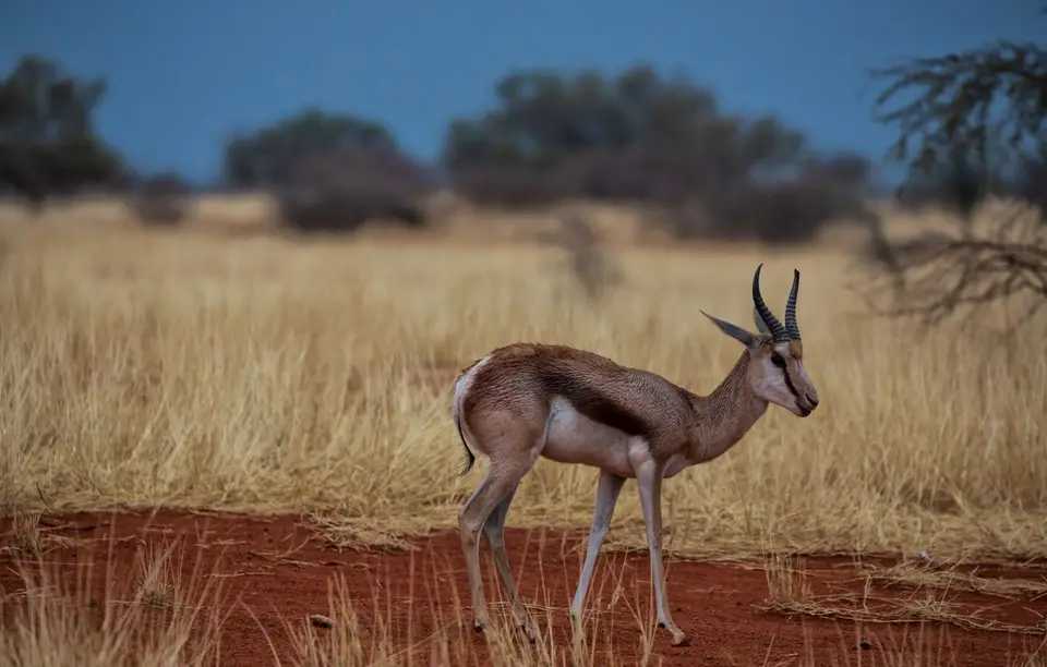 Namibia_Bagadelle_03.jpg