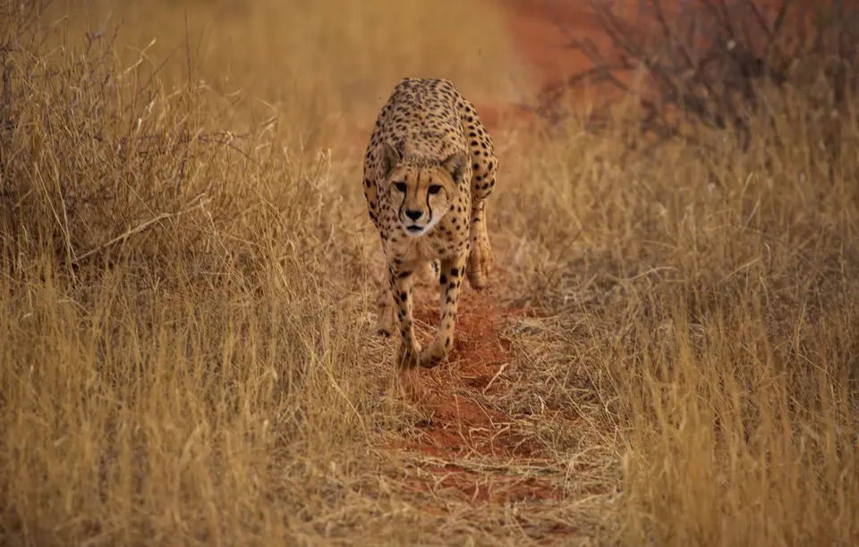 Namibia_Bagadelle_05.jpg
