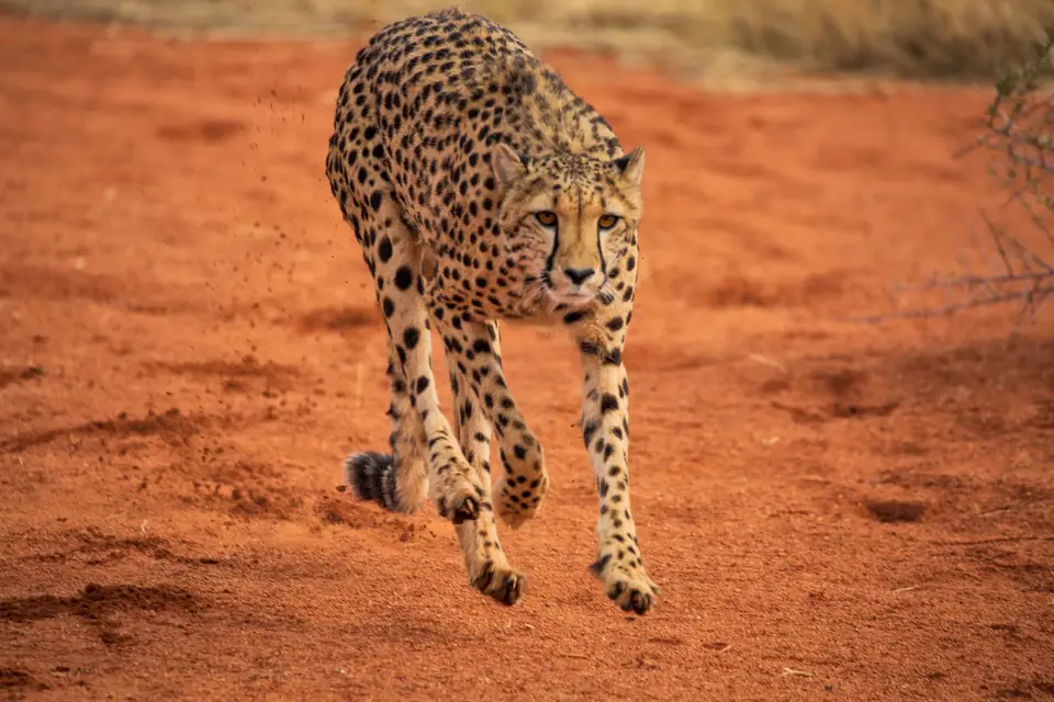 Namibia_Bagadelle_07.jpg