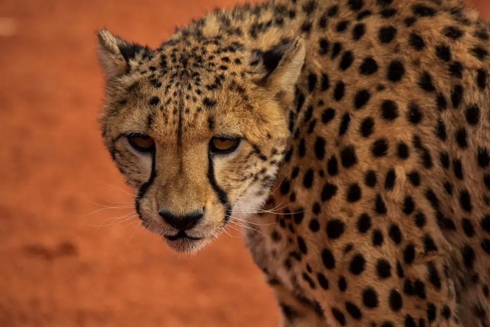 Namibia_Bagadelle_08.jpg