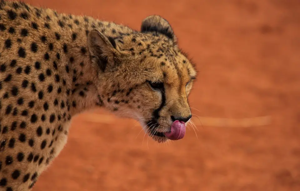 Namibia_Bagadelle_09.jpg