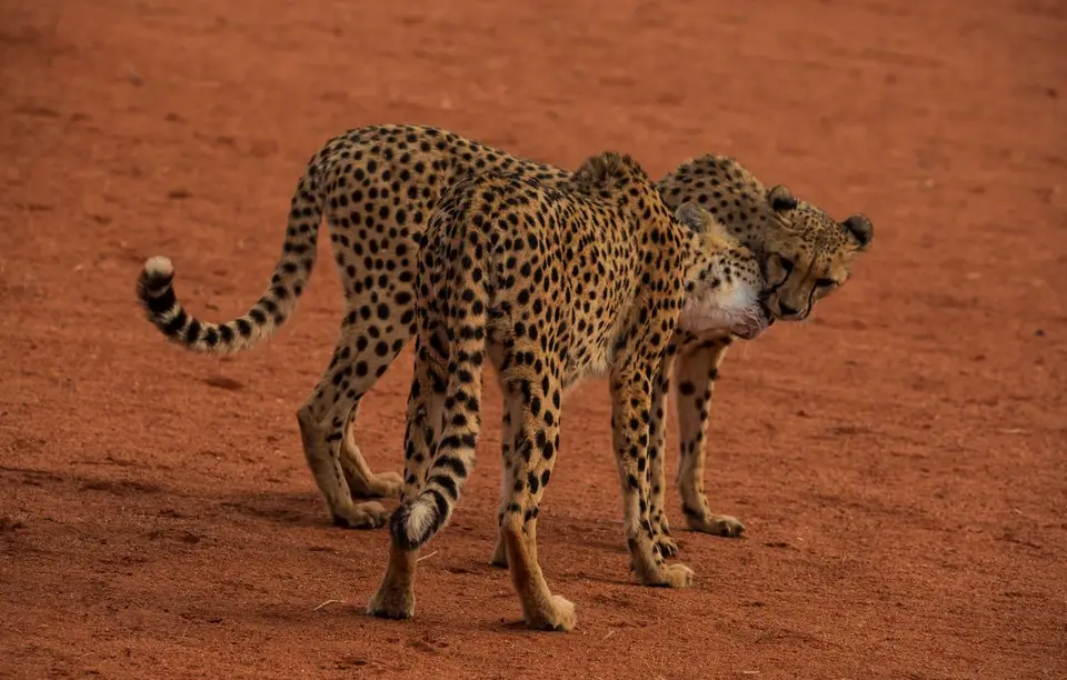 Namibia_Bagadelle_10.jpg