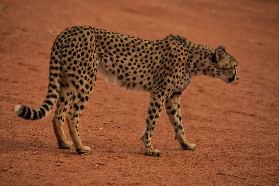 Namibia_Bagadelle_11.jpg