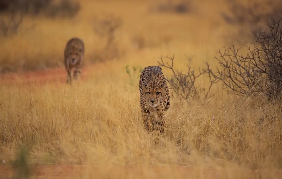 Namibia_Bagadelle_13.jpg