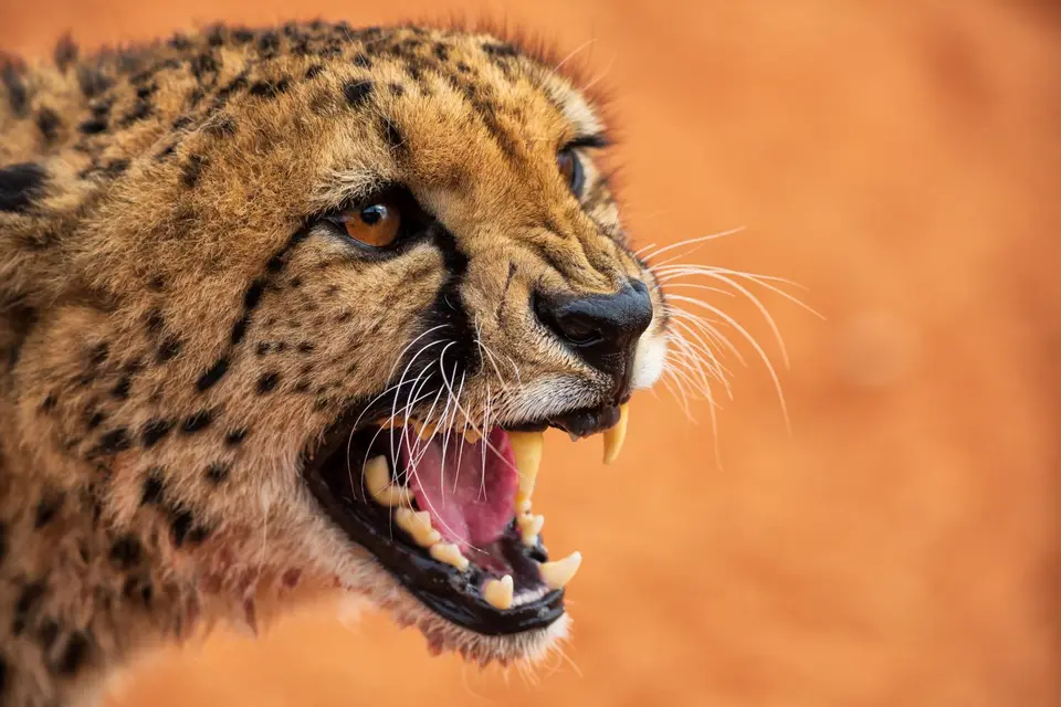 Namibia_Bagadelle_20.jpg