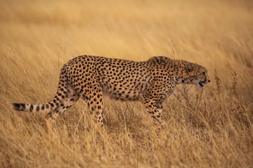 Namibia_Bagadelle_24.jpg
