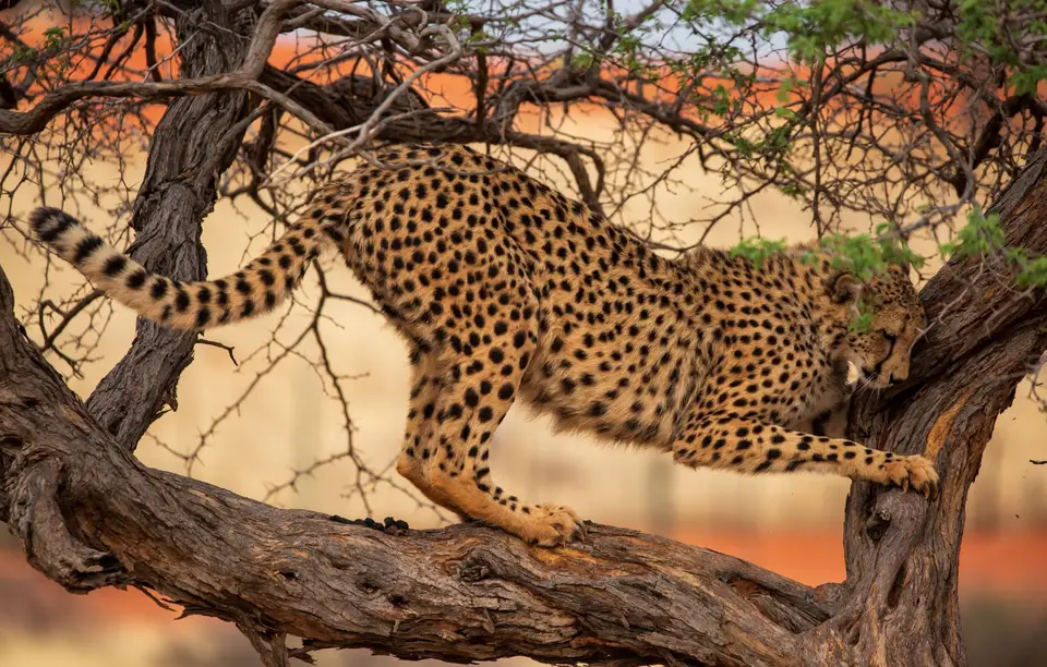 Namibia_Bagadelle_33.jpg