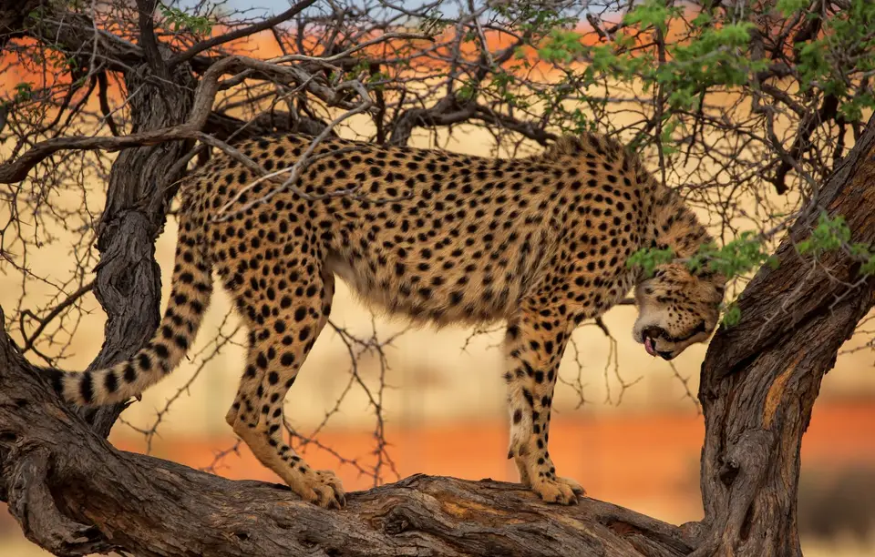 Namibia_Bagadelle_34.jpg