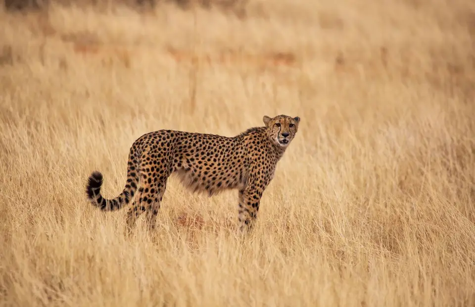 Namibia_Bagadelle_41.jpg