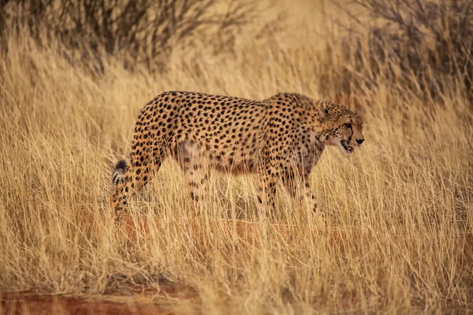 Namibia_Bagadelle_43.jpg