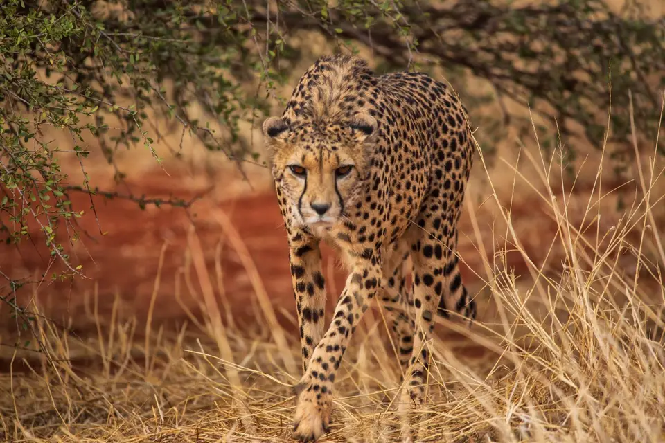 Namibia_Bagadelle_45.jpg