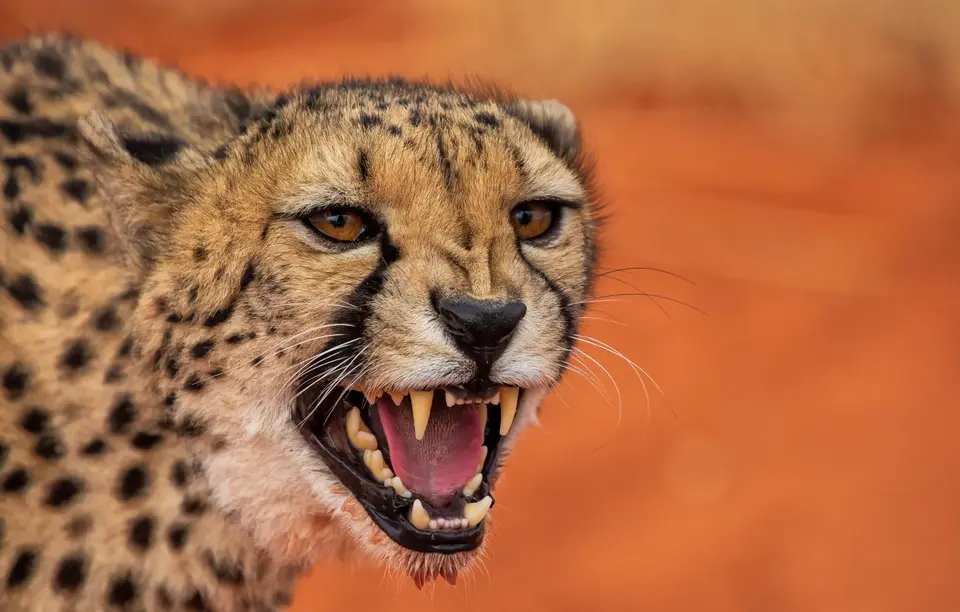 Namibia_Bagadelle_49.jpg