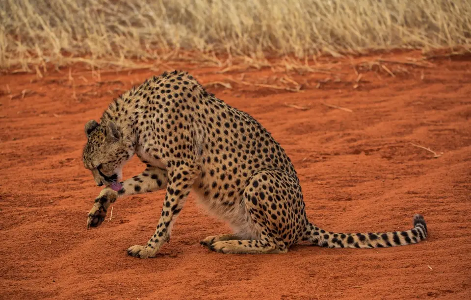 Namibia_Bagadelle_51.jpg