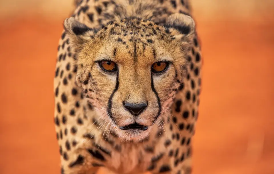 Namibia_Bagadelle_59.jpg