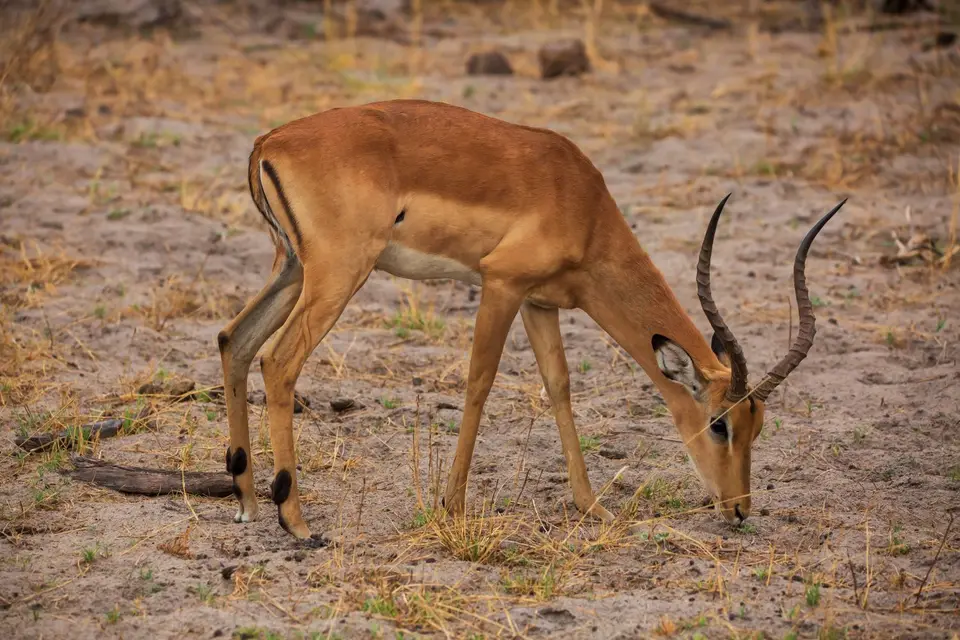 Namibia_BwabwataNP_017.jpg