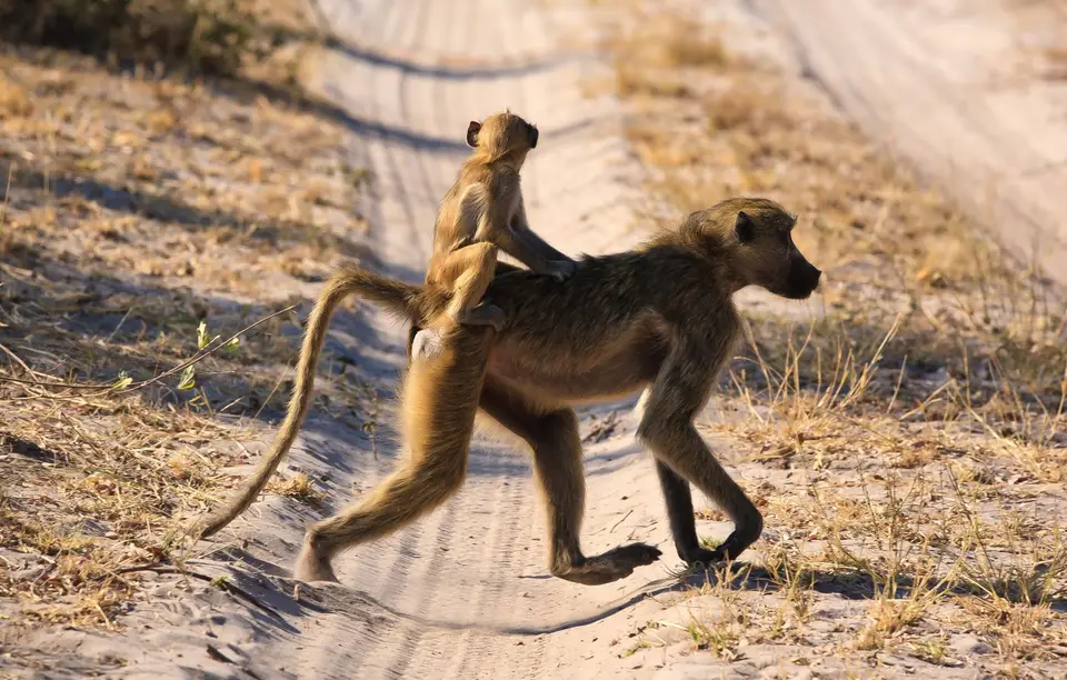Namibia_BwabwataNP_024.jpg