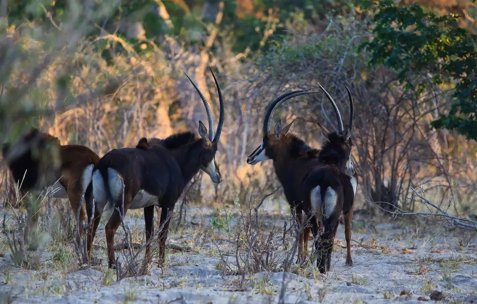 Namibia_BwabwataNP_027.jpg