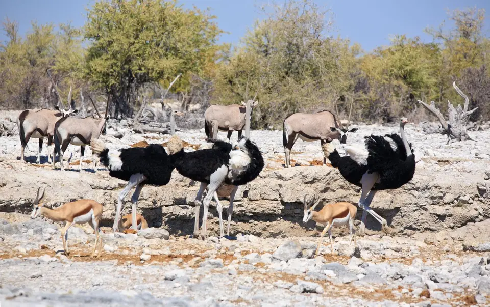 Namibia_Etosha_001.jpg