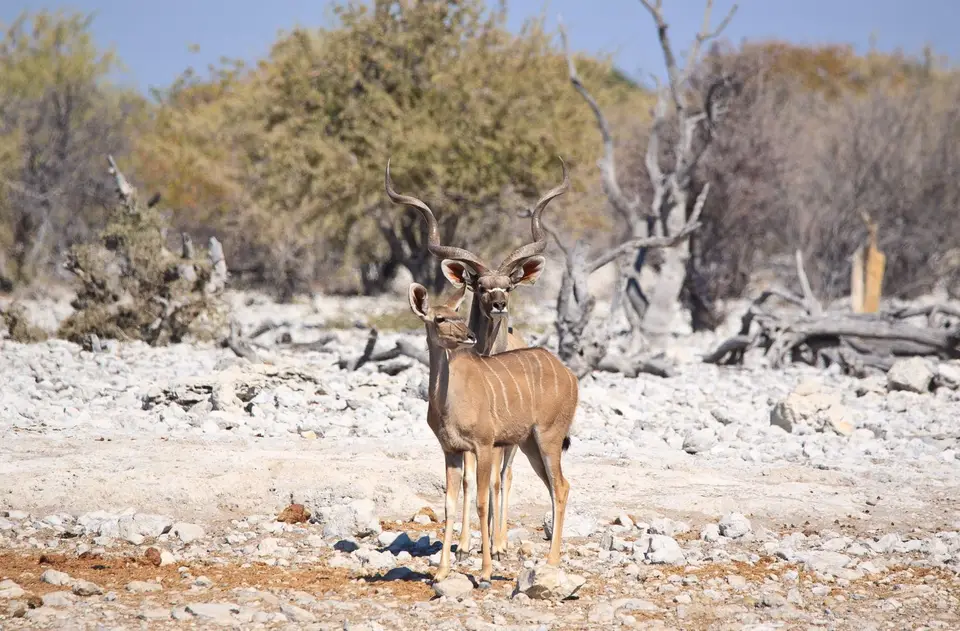 Namibia_Etosha_007.jpg